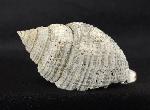 Cancellaria conradiana DALL 1890  - Bild © FossNet FossilienStore
